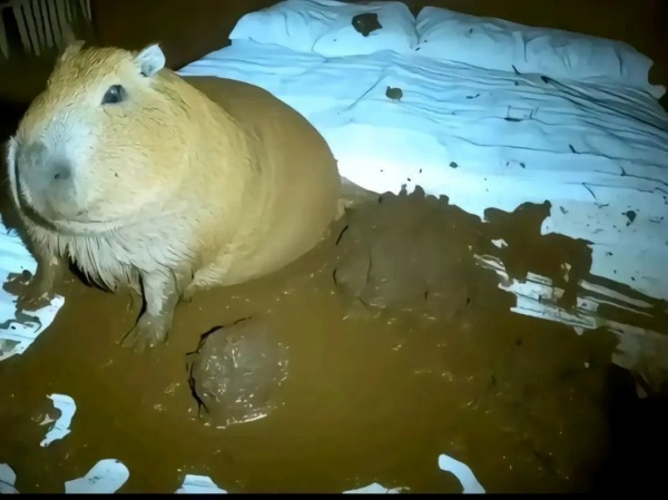Capybara meme