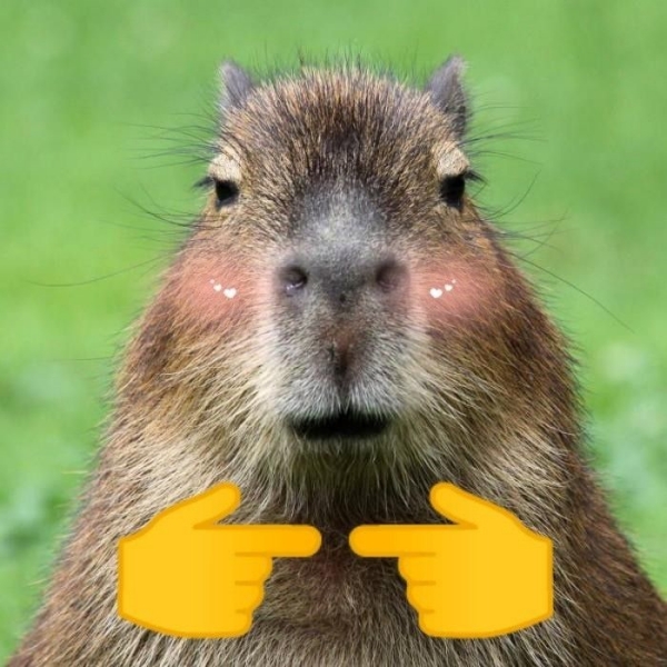 Capybara meme