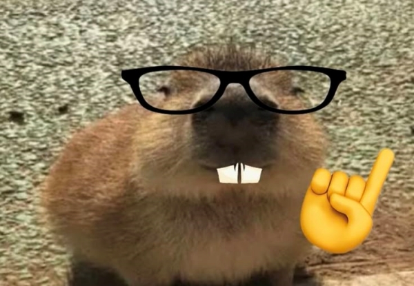 Capybara meme