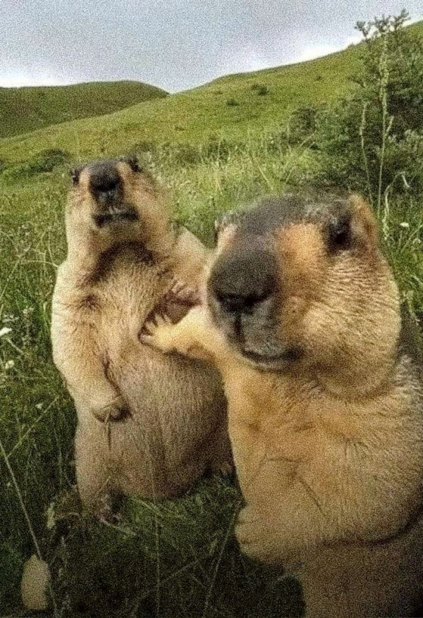 Capybara meme