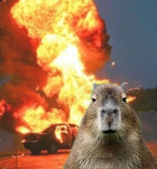 Capybara meme