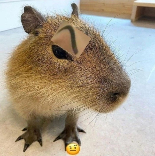 Capybara meme