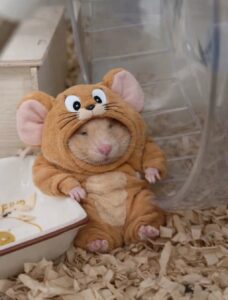 Hamster meme