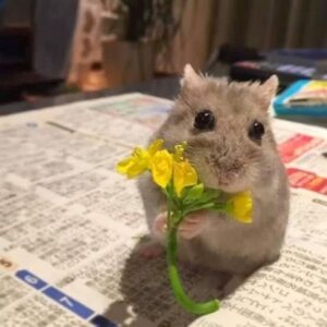 Hamster meme