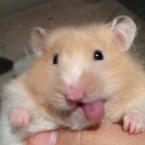 Hamster meme