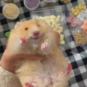 Hamster meme