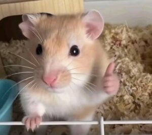 Hamster meme