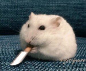 Hamster meme