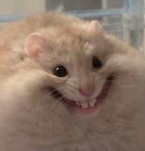 Hamster meme