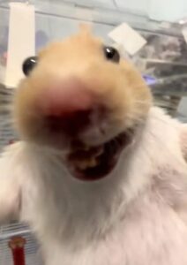 Hamster meme