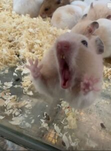 Hamster meme
