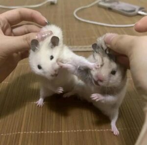 Hamster meme