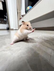 Hamster meme