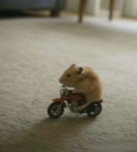 Hamster meme