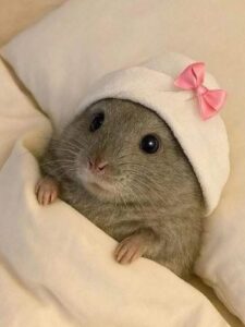 Hamster meme
