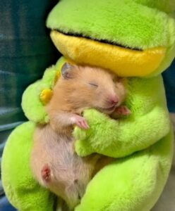 Hamster meme
