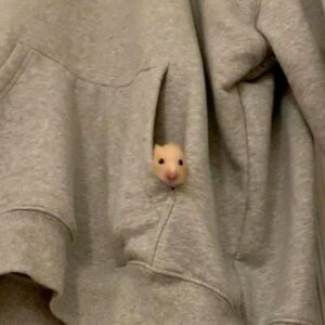 Hamster meme