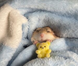 Hamster meme