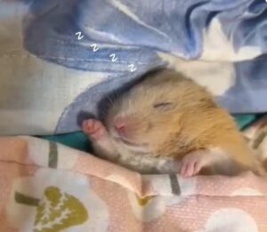 Hamster meme