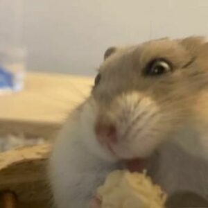 Hamster meme