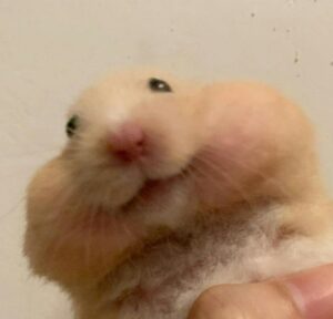 Hamster meme