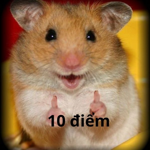 10 điểm meme