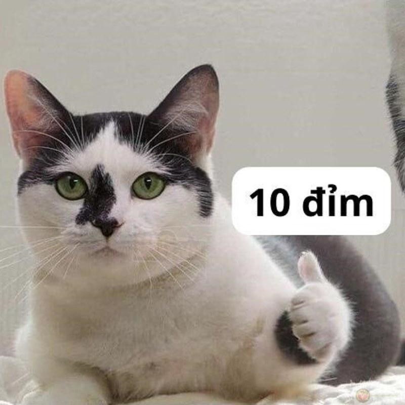 10 điểm meme