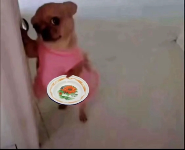 Meme ăn xin
