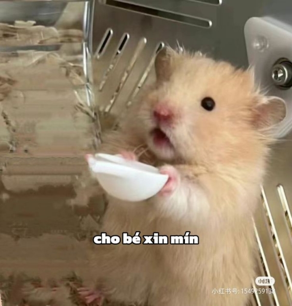 Meme ăn xin