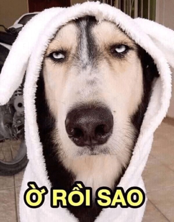 Meme Bựa