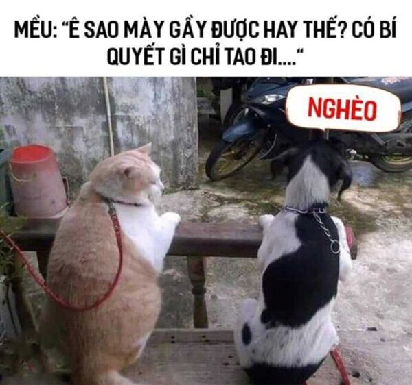 Meme Bựa