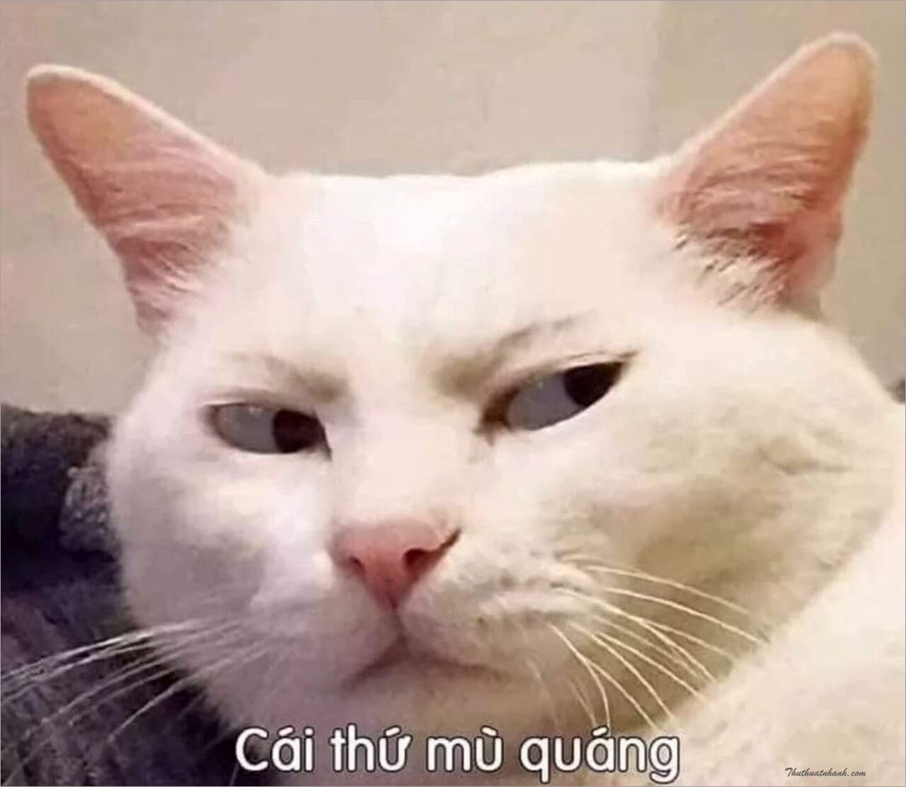 Meme Bựa