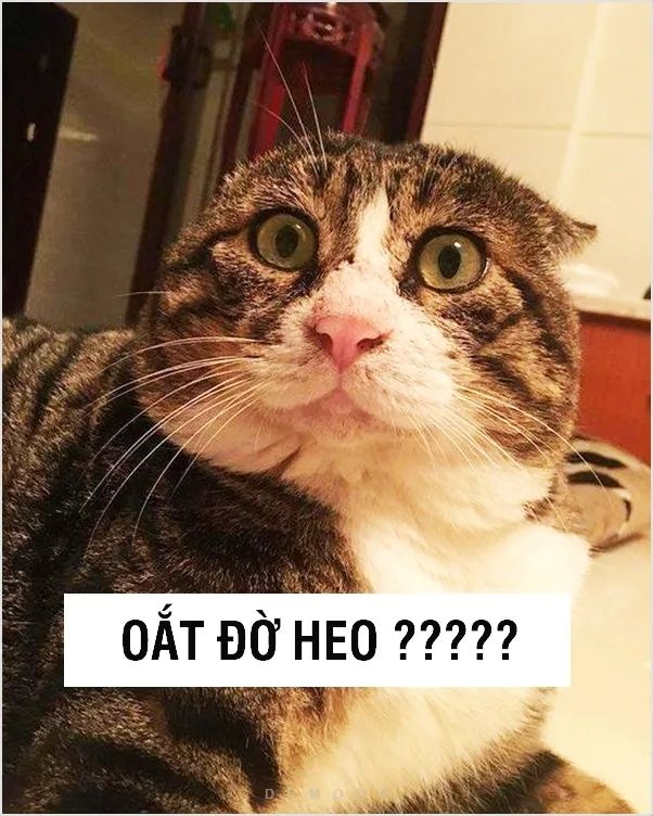 Meme Bựa