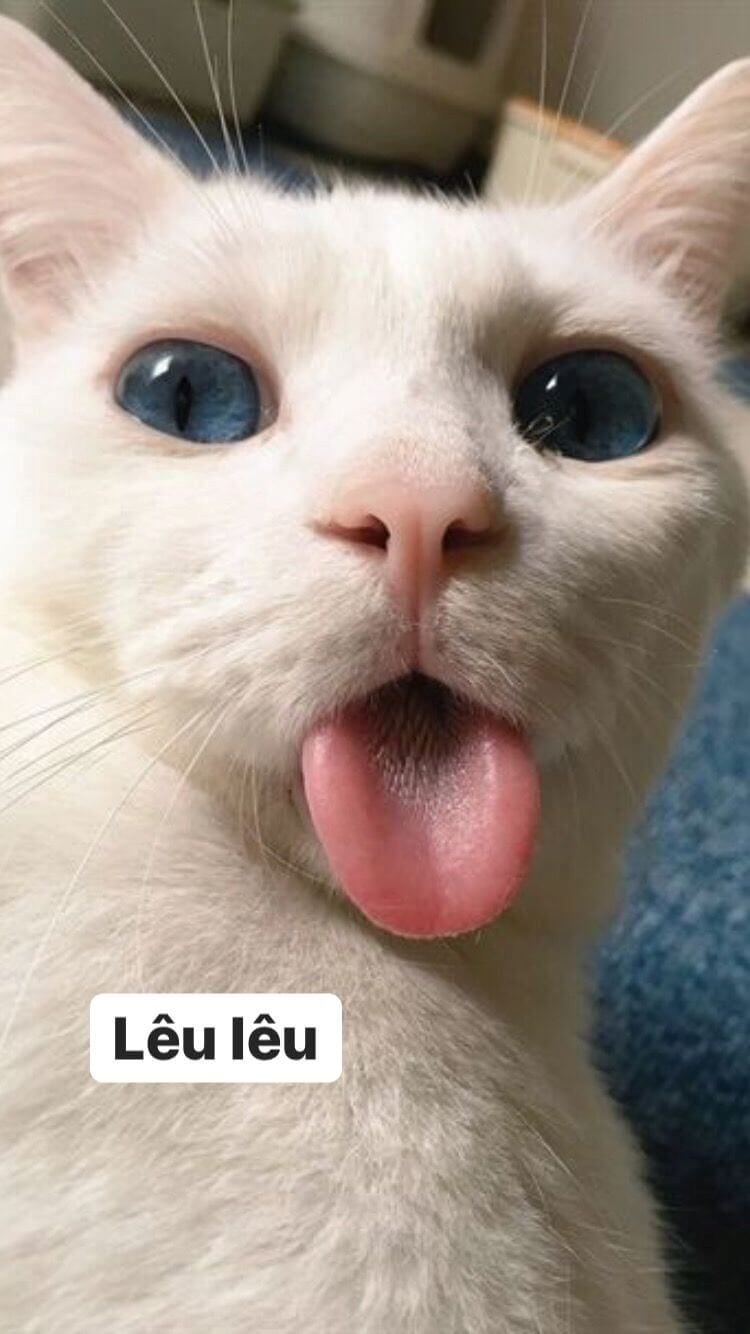 Meme Bựa