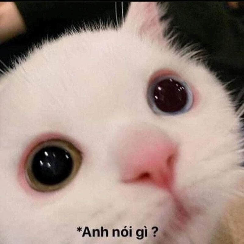 Meme Bựa