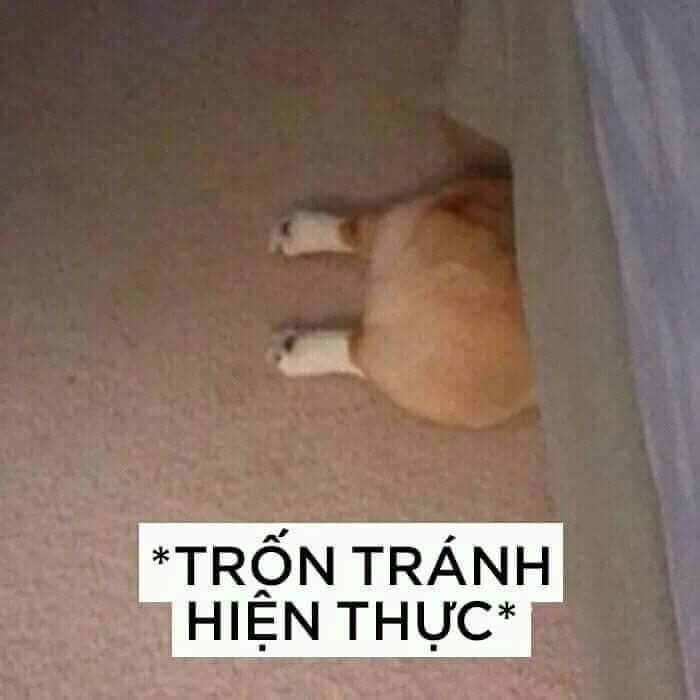 Meme Bựa