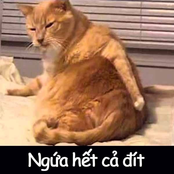 Meme Bựa