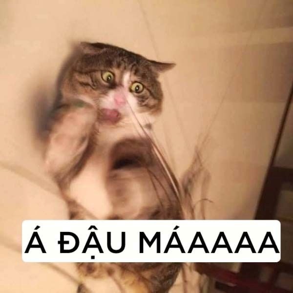 Meme Bựa