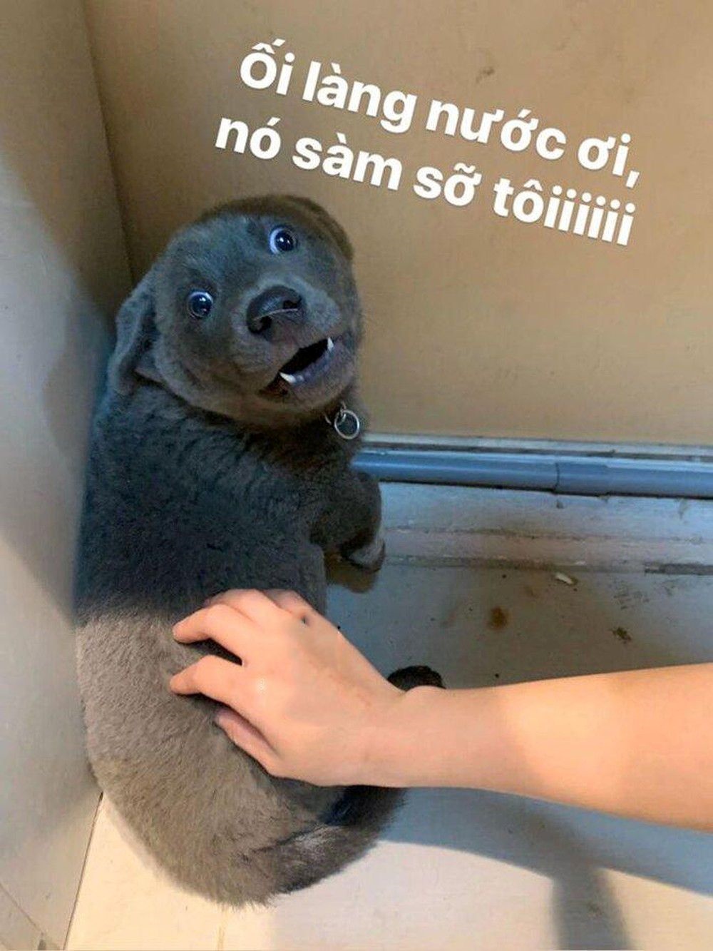 Meme Bựa