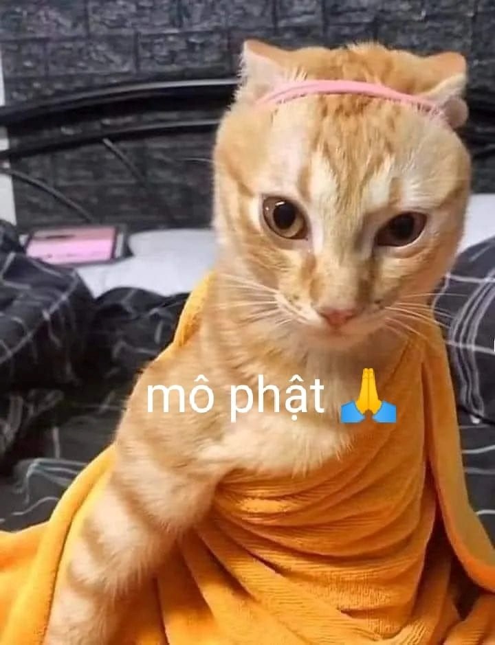 Meme Bựa
