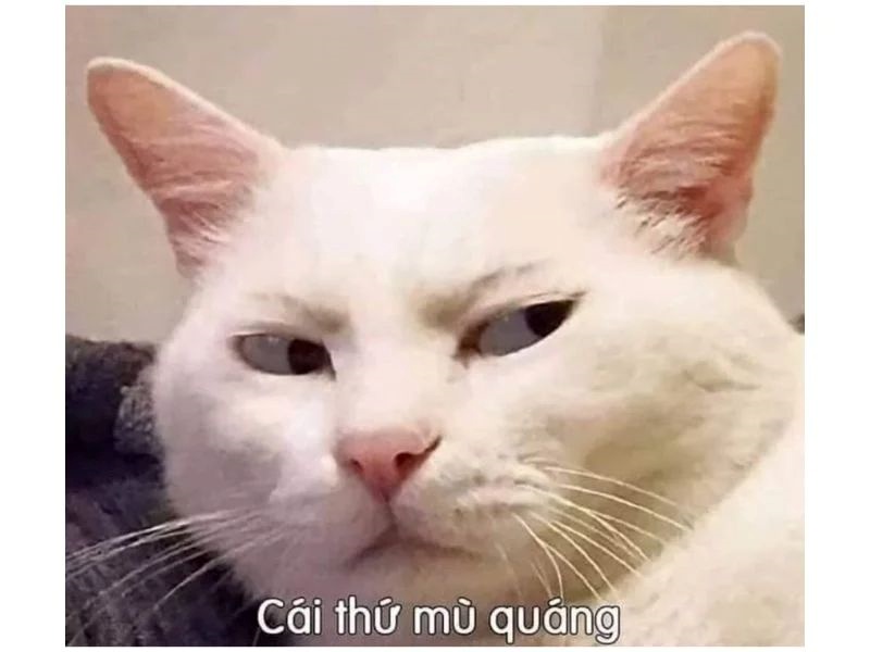 Meme Bựa
