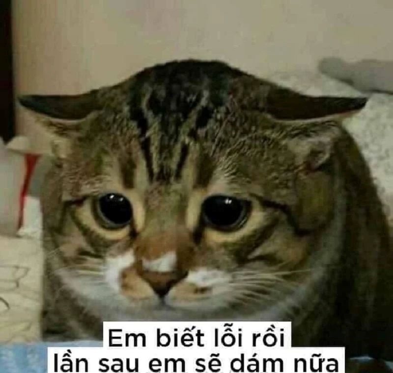 Meme Bựa