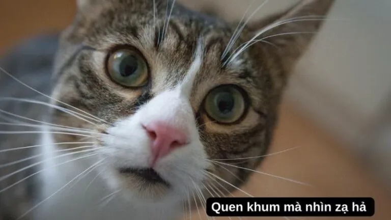 Meme Hài