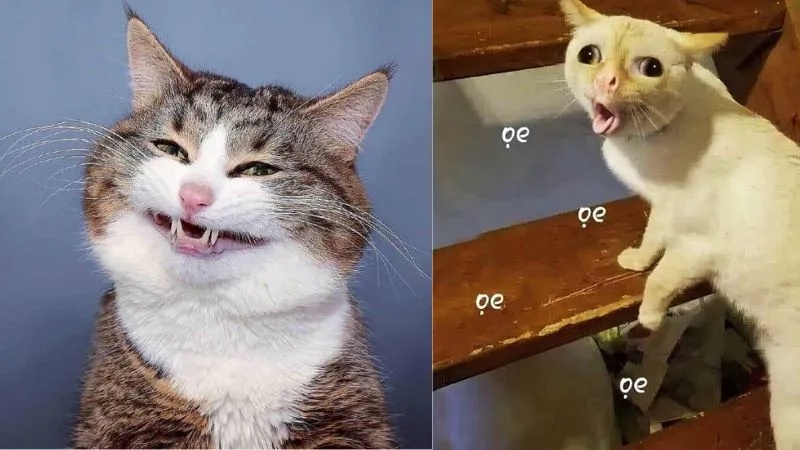 Meme Hài
