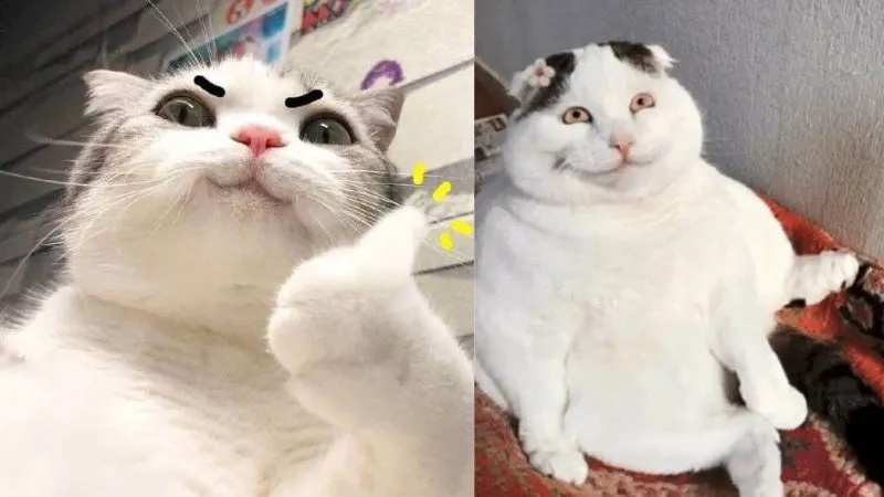 Meme Hài