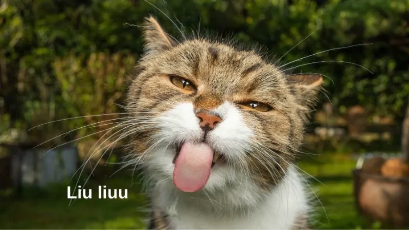 Meme Hài