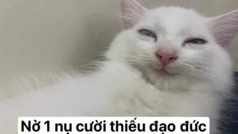 Meme Hài