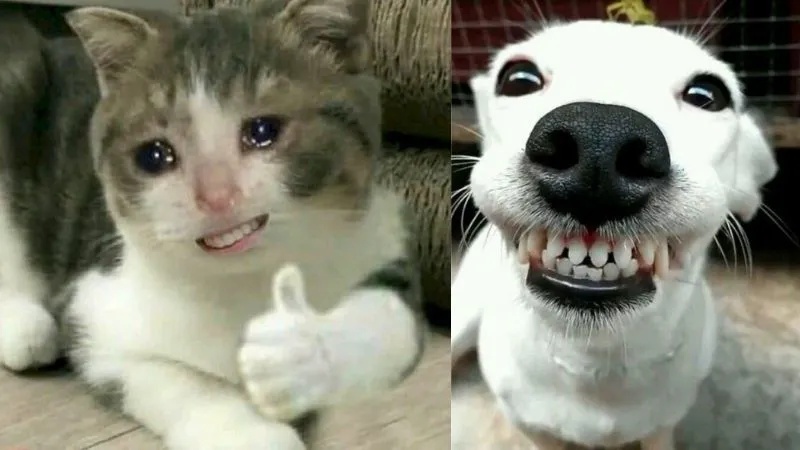 Meme Hài