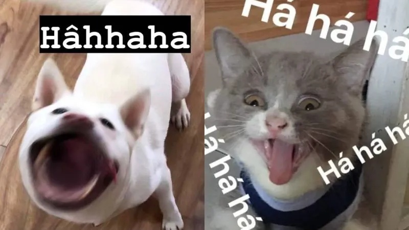 Meme Hài