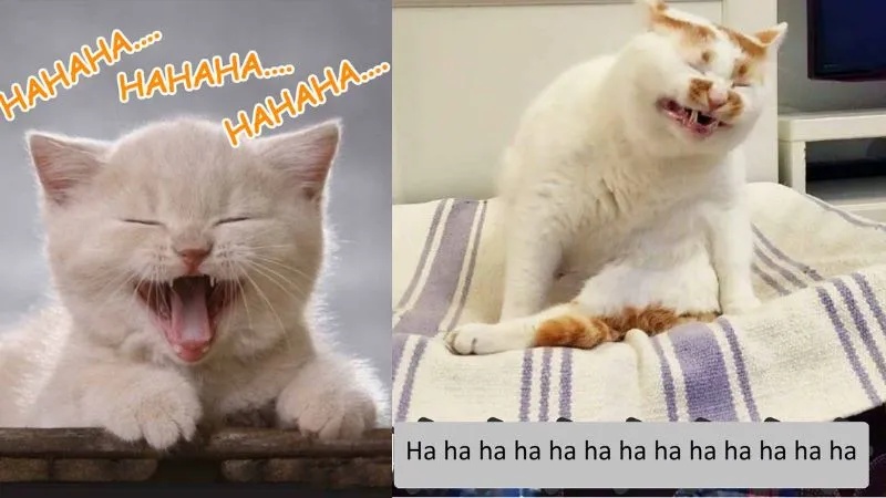 Meme Hài